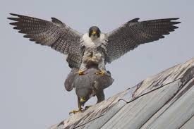 Image result for Herts Falcons