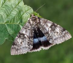 Attēlu rezultāti vaicājumam “Panolis umbra”
