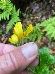 Attēlu rezultāti vaicājumam “Ranunculus mendax flower”