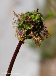 Attēlu rezultāti vaicājumam “Poterium sanguisorba flower”