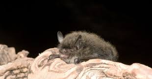 Attēlu rezultāti vaicājumam “Myotis brandtii”