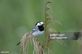 Attēlu rezultāti vaicājumam “Motacillidae”