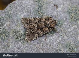 Attēlu rezultāti vaicājumam “Hadena rivularis”