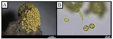 Attēlu rezultāti vaicājumam “Oligonema flavidum spores”