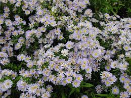 Image result for Aster novi-belgii