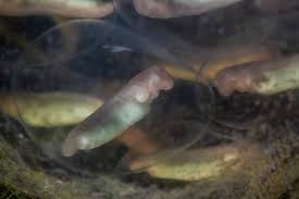 Image result for Ptychocheilus grandis