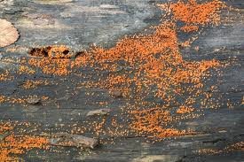 Attēlu rezultāti vaicājumam “Nectria peziza”