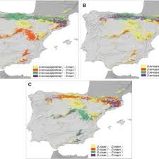 Attēlu rezultāti vaicājumam “Diplolepis eglanteriae”