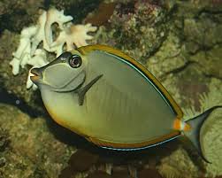 Image result for Naso lituratus