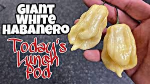 Afbeeldingsresultaat voor white habanero hot pepper