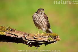 Attēlu rezultāti vaicājumam “Accipiter nisus male”