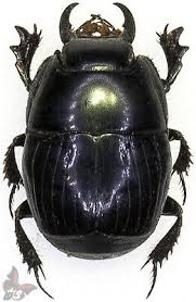 Attēlu rezultāti vaicājumam “Histeridae”