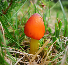 Attēlu rezultāti vaicājumam “Hygrocybe pseudoconica”