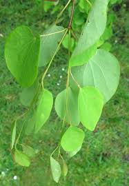 Attēlu rezultāti vaicājumam “Cercidiphyllum japonicum leaf”
