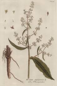 Attēlu rezultāti vaicājumam “Rumex aquaticus”