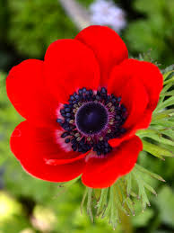 Attēlu rezultāti vaicājumam “Anemone”