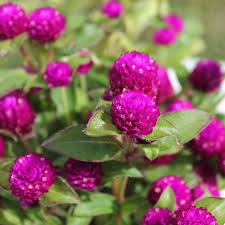 Image result for Kugelamarant