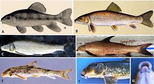 Image result for Cycleptus elongatus