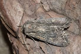 Attēlu rezultāti vaicājumam “Lacanobia suasa”