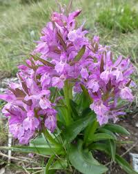 Attēlu rezultāti vaicājumam “Dactylorhiza ochroleuca”
