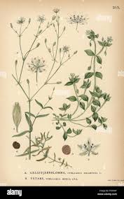 Attēlu rezultāti vaicājumam “Stellaria media”