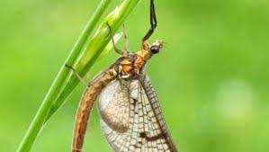 Attēlu rezultāti vaicājumam “Macrosteles sp. imago”