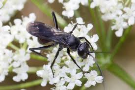 Attēlu rezultāti vaicājumam “Adomerus biguttatus”