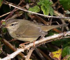 Image result for Phylloscopus schwarzi