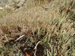 Attēlu rezultāti vaicājumam “Cladonia squamosa”
