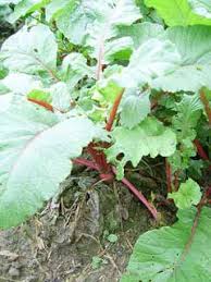 Image result for Raphanus sativus ssp. Oleiformes