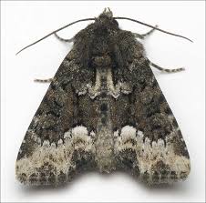 Attēlu rezultāti vaicājumam “Oligia sp.”