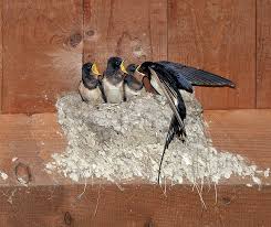 Attēlu rezultāti vaicājumam “Hirundo rustica nest”
