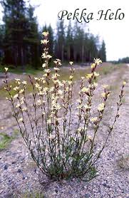 Attēlu rezultāti vaicājumam “Silene tatarica”