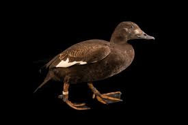 Attēlu rezultāti vaicājumam “Melanitta fusca”