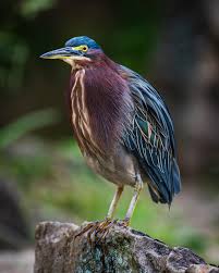 Image result for Butorides virescens