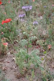 Attēlu rezultāti vaicājumam “Phacelia tanacetifolia”