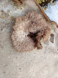 Attēlu rezultāti vaicājumam “Sporophagomyces chrysostomus”