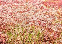 Image result for Sedum album `Coral Carpet`
