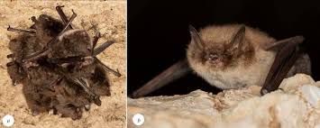 Attēlu rezultāti vaicājumam “Myotis daubentonii”