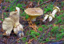 Attēlu rezultāti vaicājumam “Boletales”