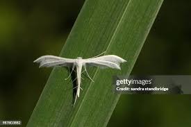 Attēlu rezultāti vaicājumam “Pterophorus pentadactyla”