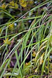 Attēlu rezultāti vaicājumam “Poa remota leaf”