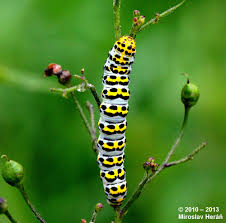 Attēlu rezultāti vaicājumam “Shargacucullia scrophulariae”