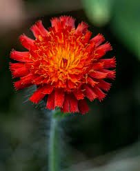 Image result for Hieracium aurantiacum