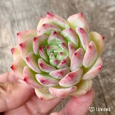 「マリアム=フタピエ」の画像検索結果