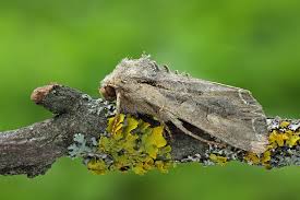 Attēlu rezultāti vaicājumam “Lacanobia suasa”