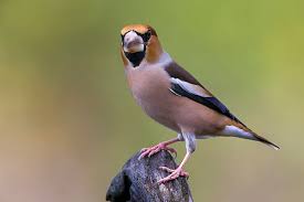 Attēlu rezultāti vaicājumam “Coccothraustes coccothraustes adult”