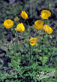 Image result for Meconopsis cambrica