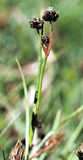 Attēlu rezultāti vaicājumam “Juncus alpinoarticulatus”