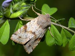 Attēlu rezultāti vaicājumam “Orthosia incerta”